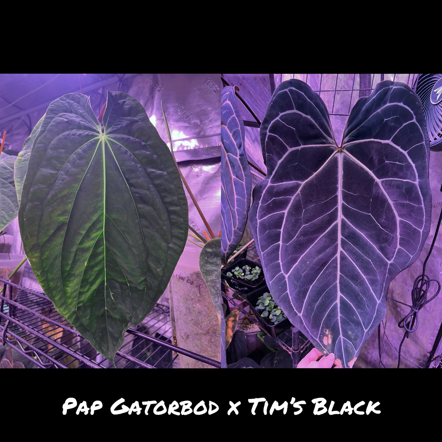 Pap Gatorbod x Tim’s Black