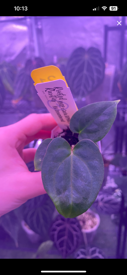 Red Vein Dark Phoenix x Carla