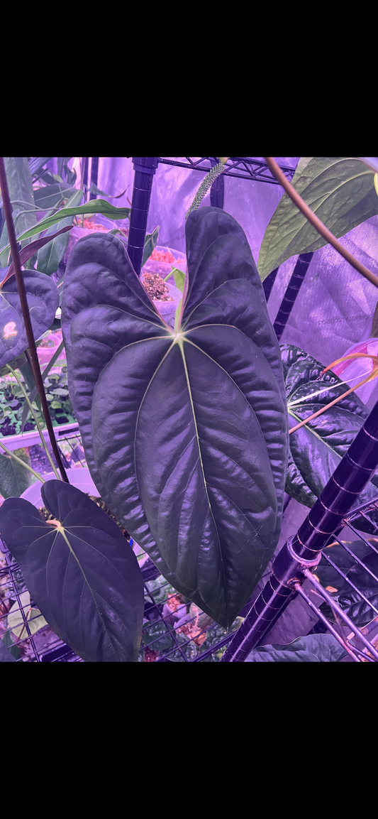 Pap RA 6 x BVEP seedlings