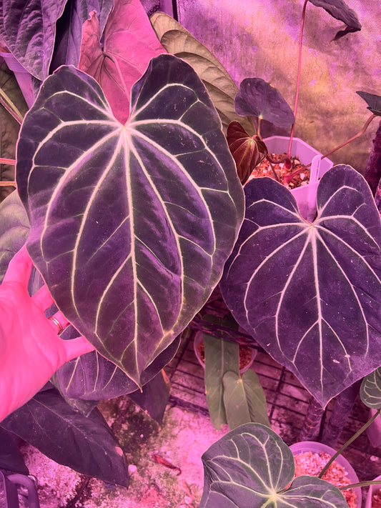 Carla RA10 X Spider Besseae sprouts