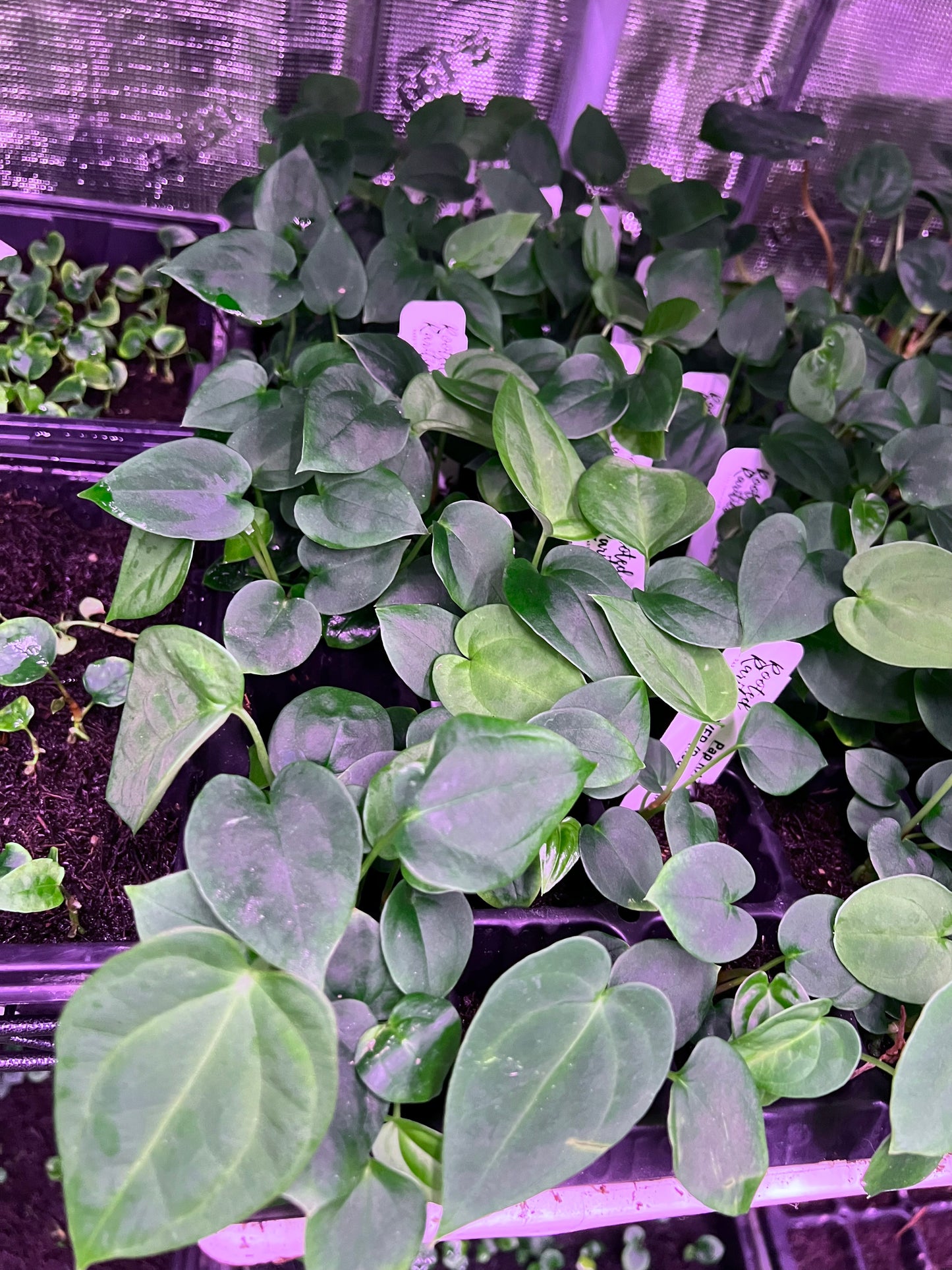 Pap RA 6 x BVEP seedlings