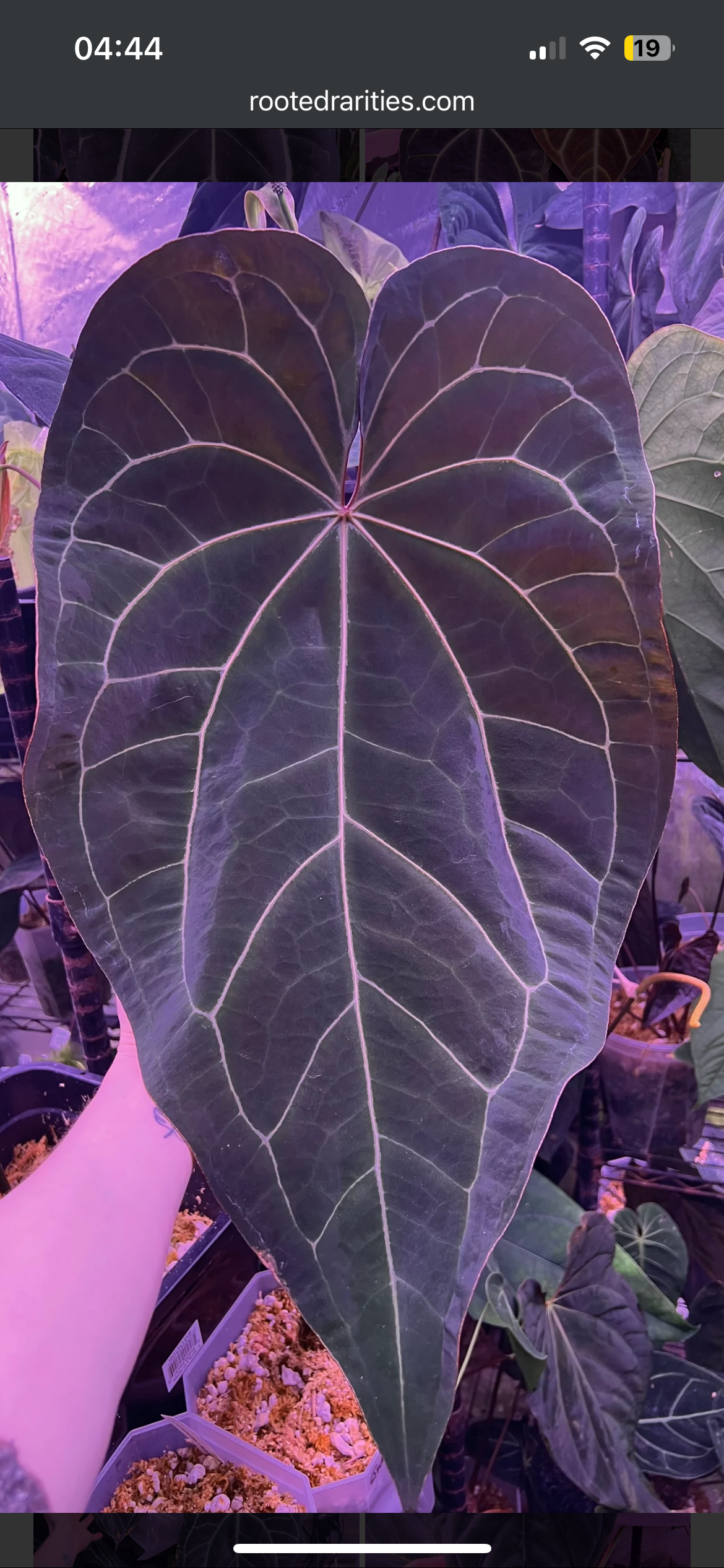 Tim’s Black X NSE Ace of Spades seeds