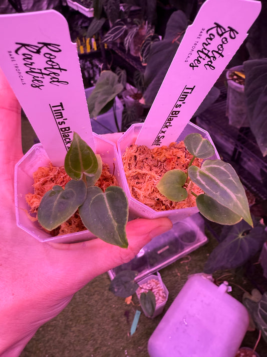 Tim’s Black clone X self
