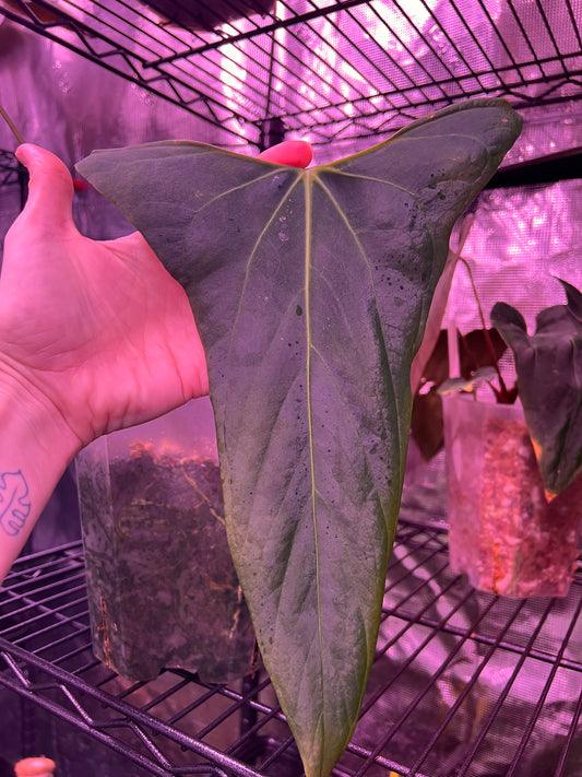 NSE port x Tim’s Black seeds