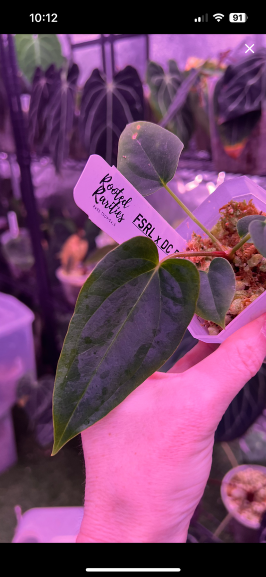 FSRL x Dress Carla BVEP seedlings