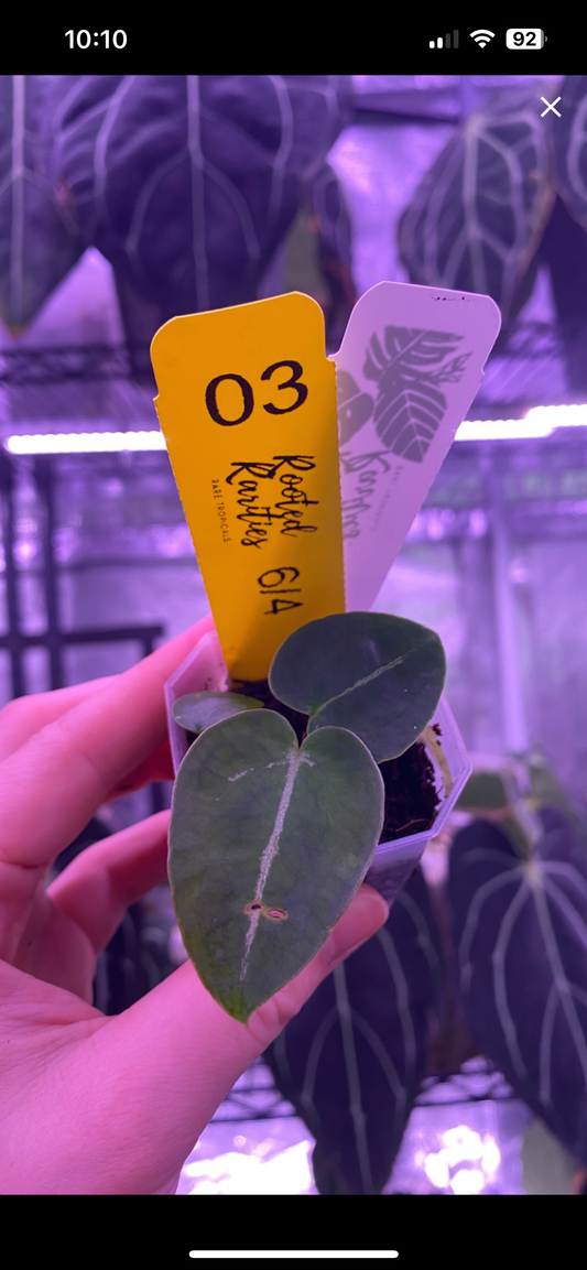 Skg Grey bench x Forgetii