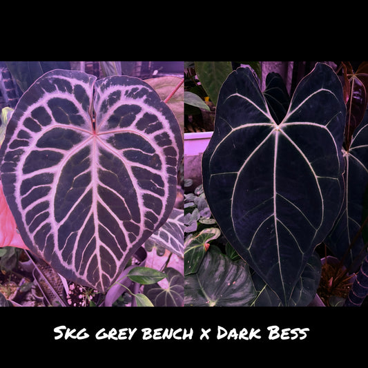 SKG Grey bench x Dark Bess