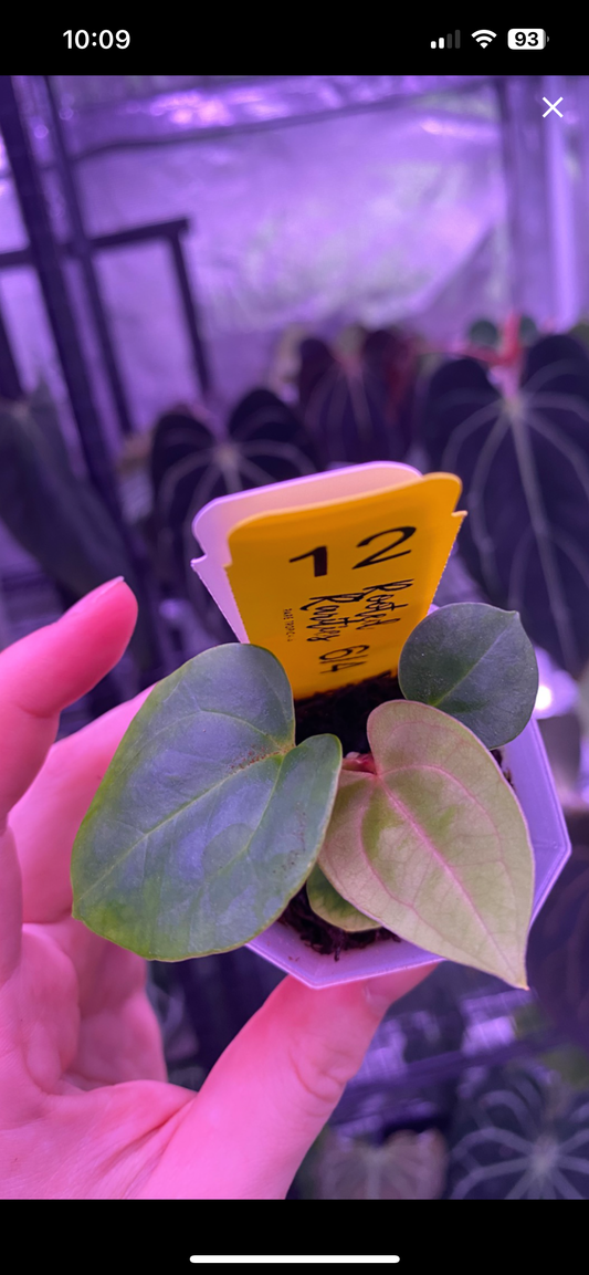 Pap RA 18 x Carla 5x10