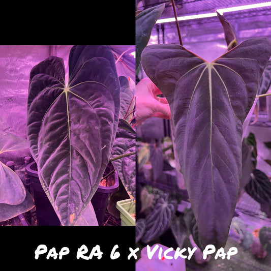 Pap RA 6 x Vicky Pap