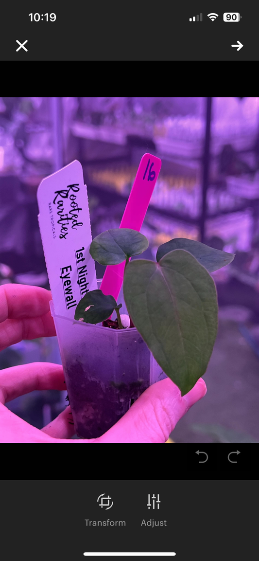 Wuhoo’s first night x Aussie Eyewall hybrid