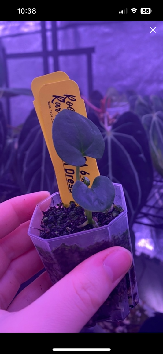 Pap RA 6 x OG Eastern Dress