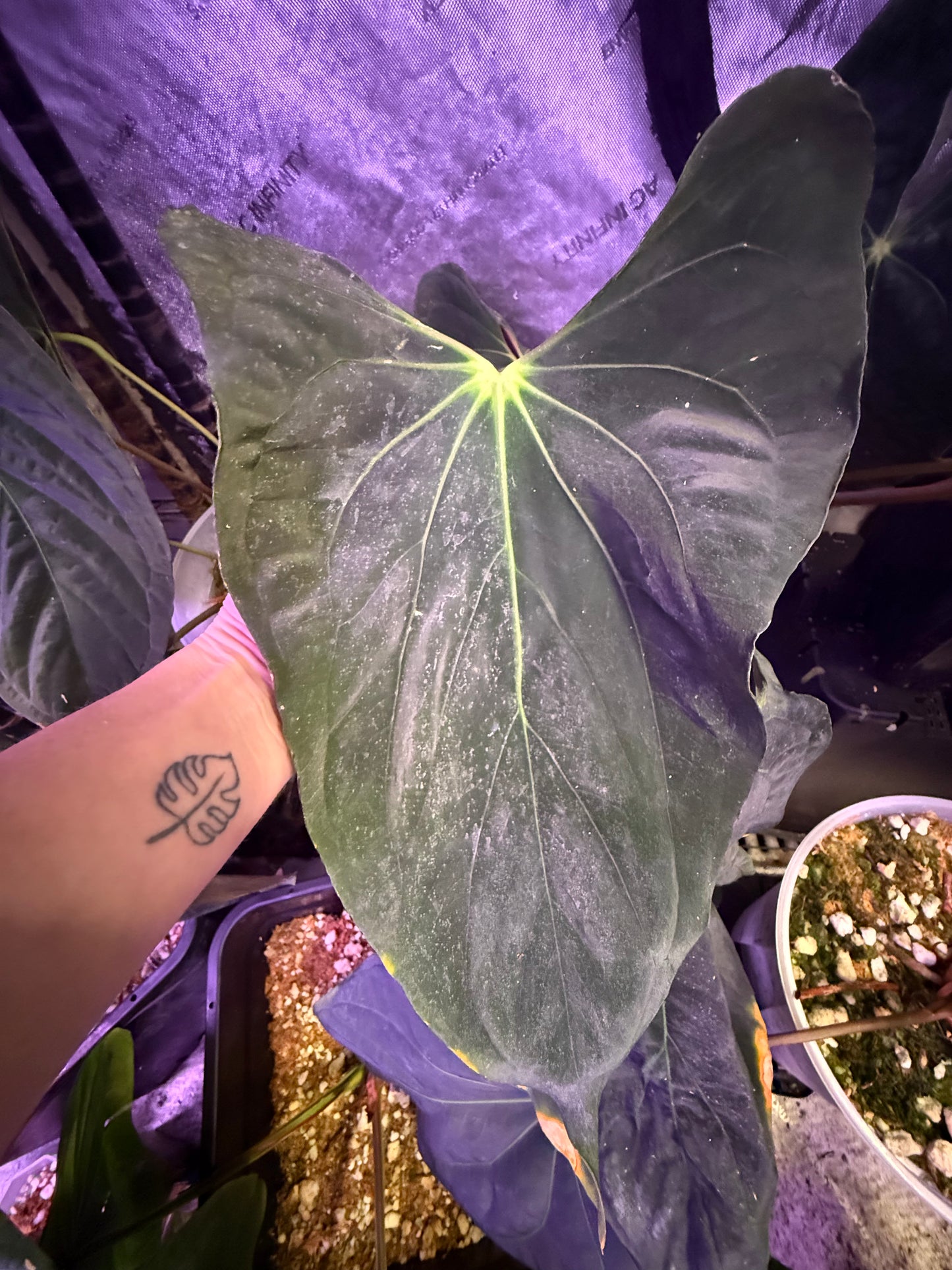 Pap Vanderbilt butt cut with growth point