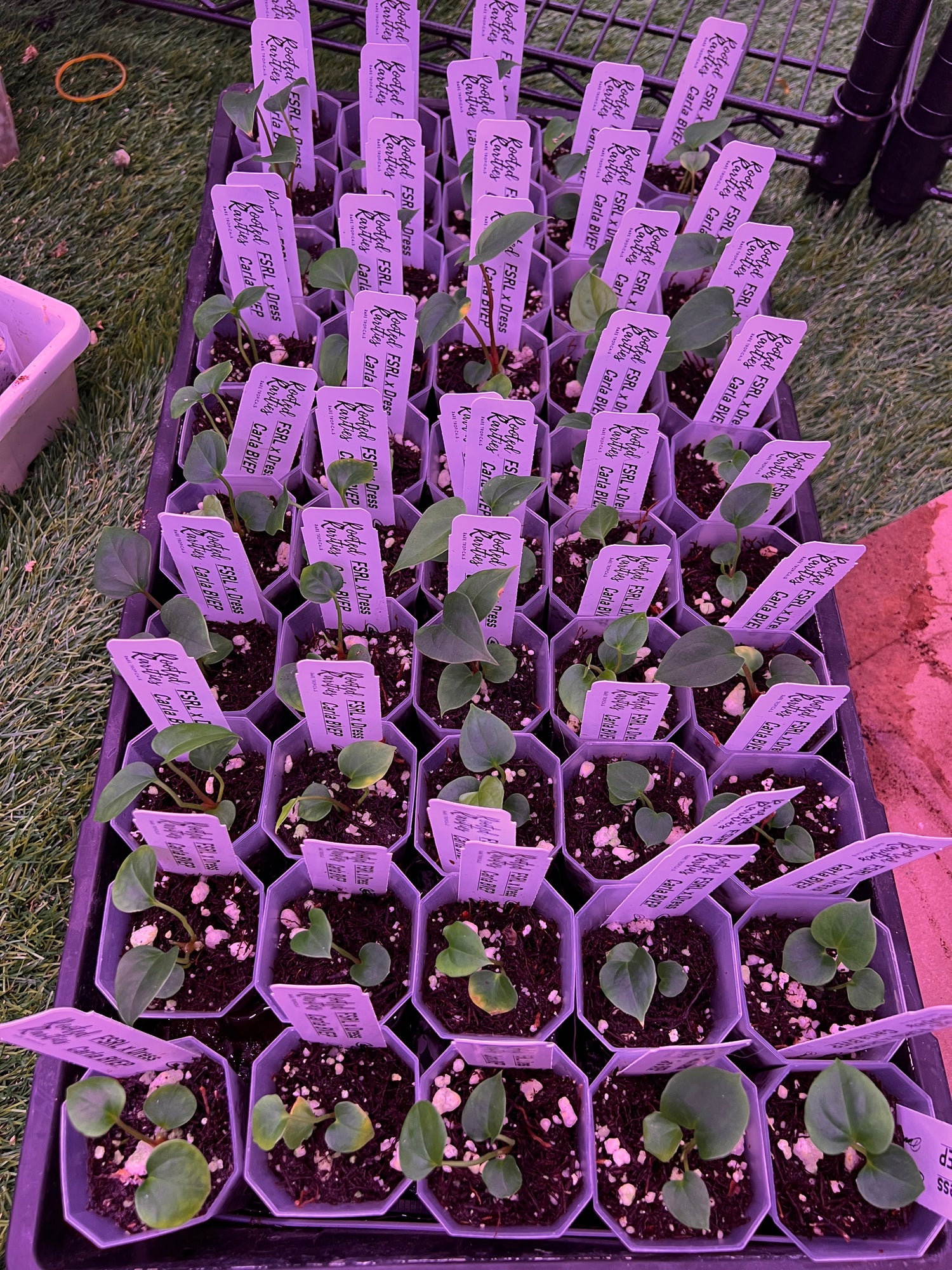 Wholesale plants