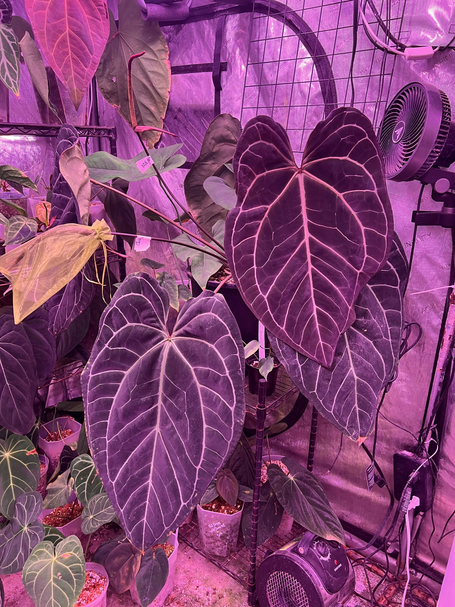 Rooted Rarities Anthurium Crosses