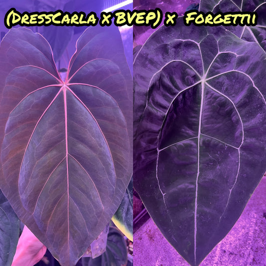 DressCarla BVEP x forgetii