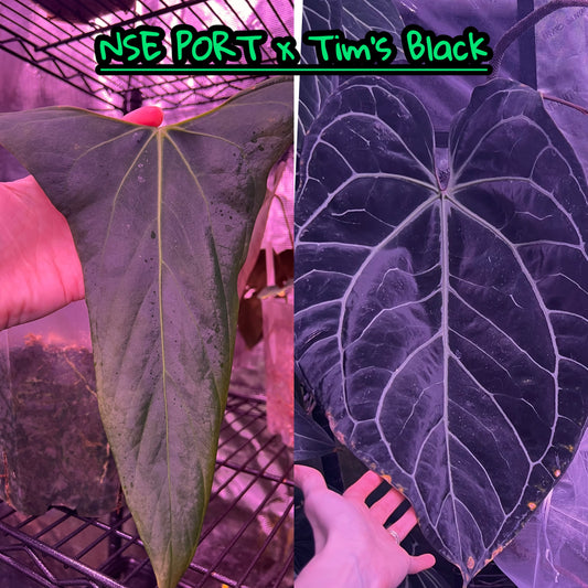 NSE port x Tim’s Black seeds