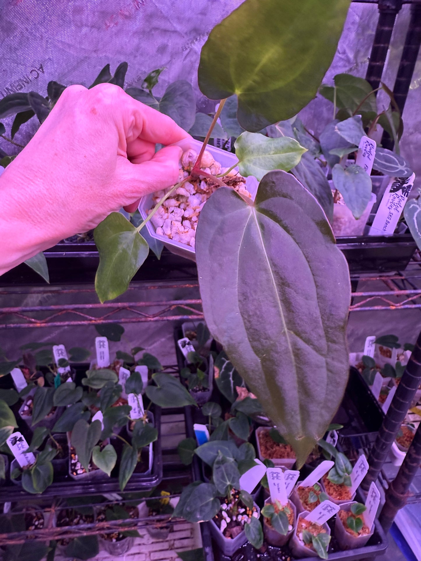 Pap Gatorbod x Tim’s Black