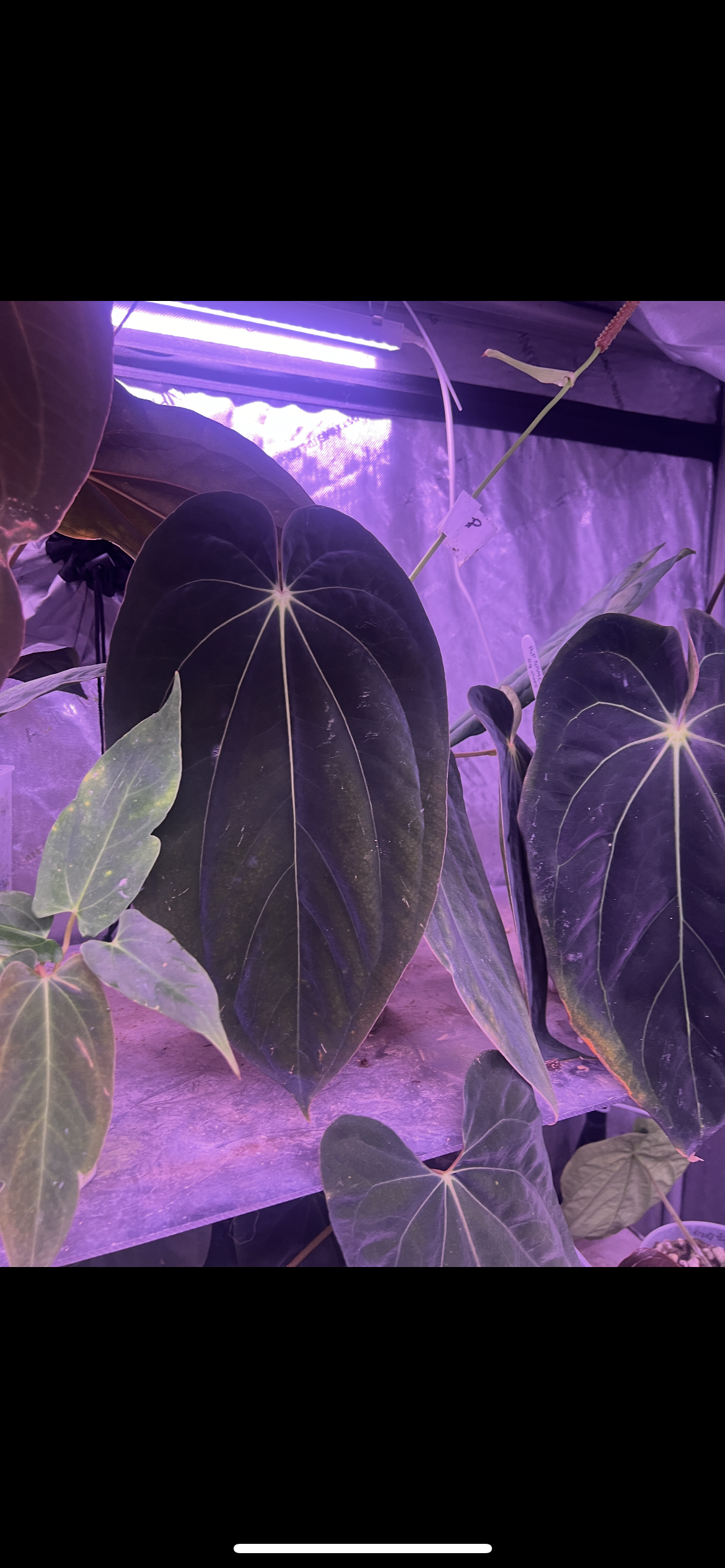 Pap RA 6 x BVEP seedlings