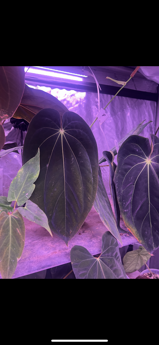 Pap RA 6 x BVEP seedlings