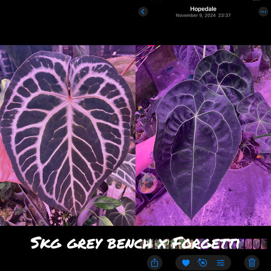 Skg Grey bench x Forgetii