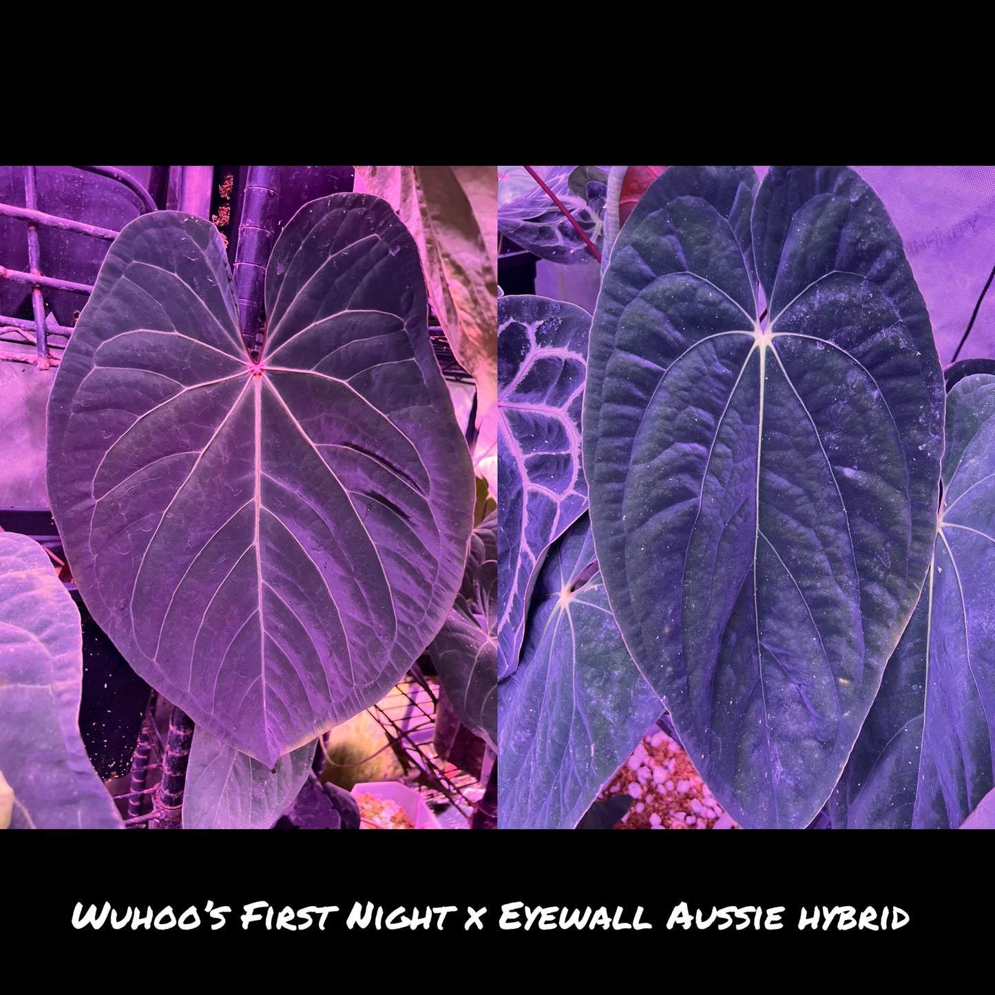 Wuhoo’s first night x Aussie Eyewall hybrid