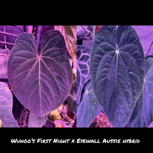 Wuhoo’s first night x Aussie Eyewall hybrid
