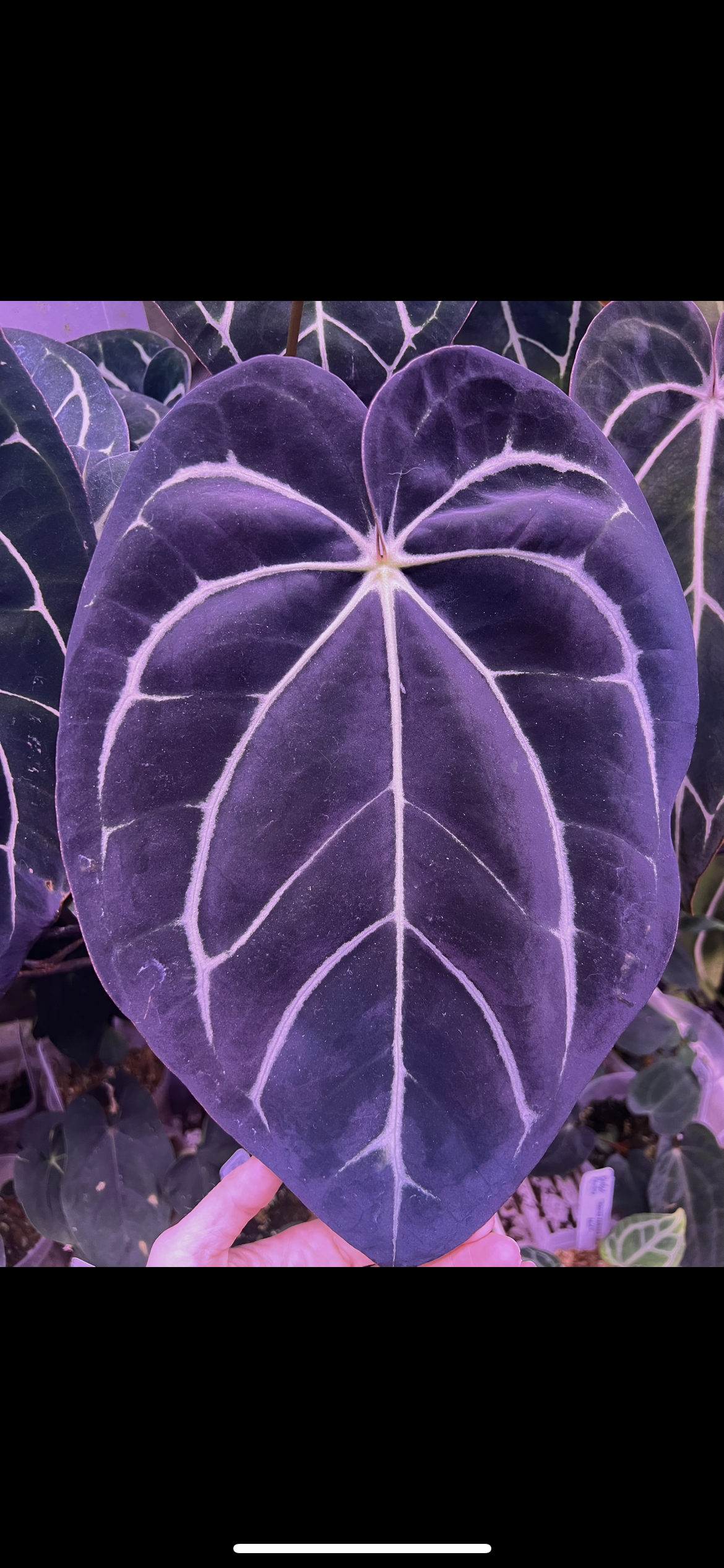 Carla RA10 X Spider Besseae seeds