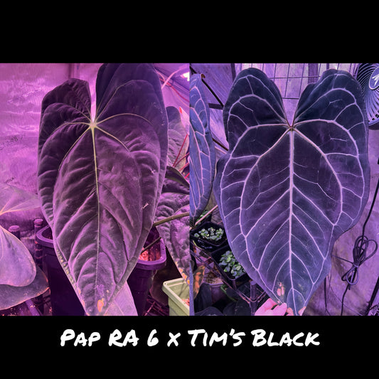 Pap RA 6 x Tim’s Black Clone