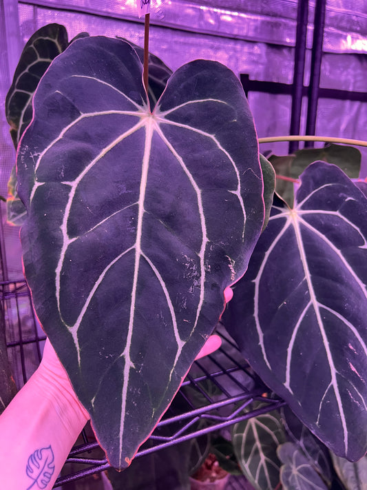Carla x BVEP seeds