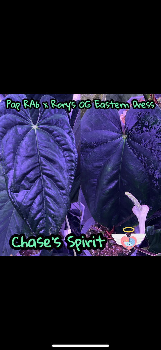 Pap RA 6 x OG Eastern Dress