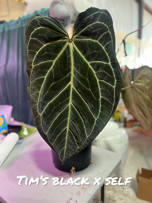 Tim’s Black clone X self