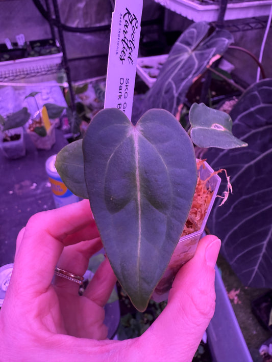 SKG Grey bench x Dark Bess