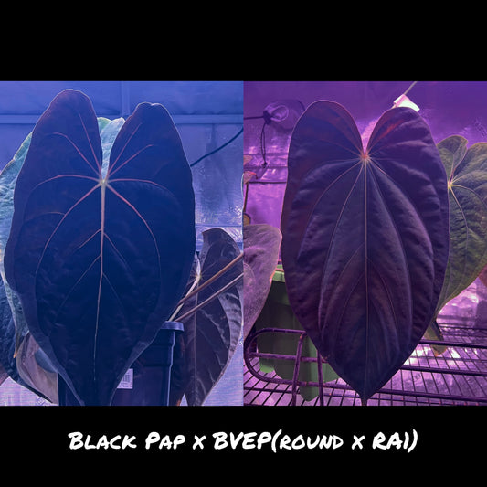 Black Pap x BVEP