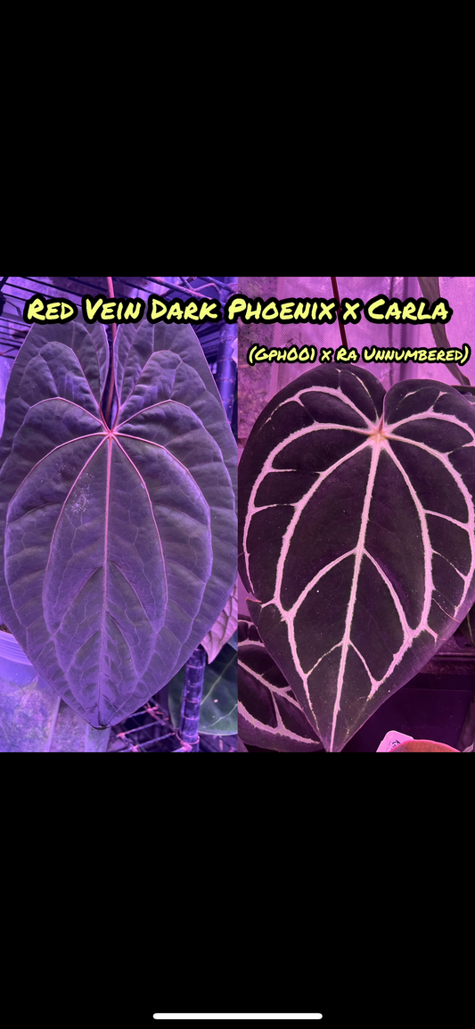 Red Vein Dark Phoenix x Carla