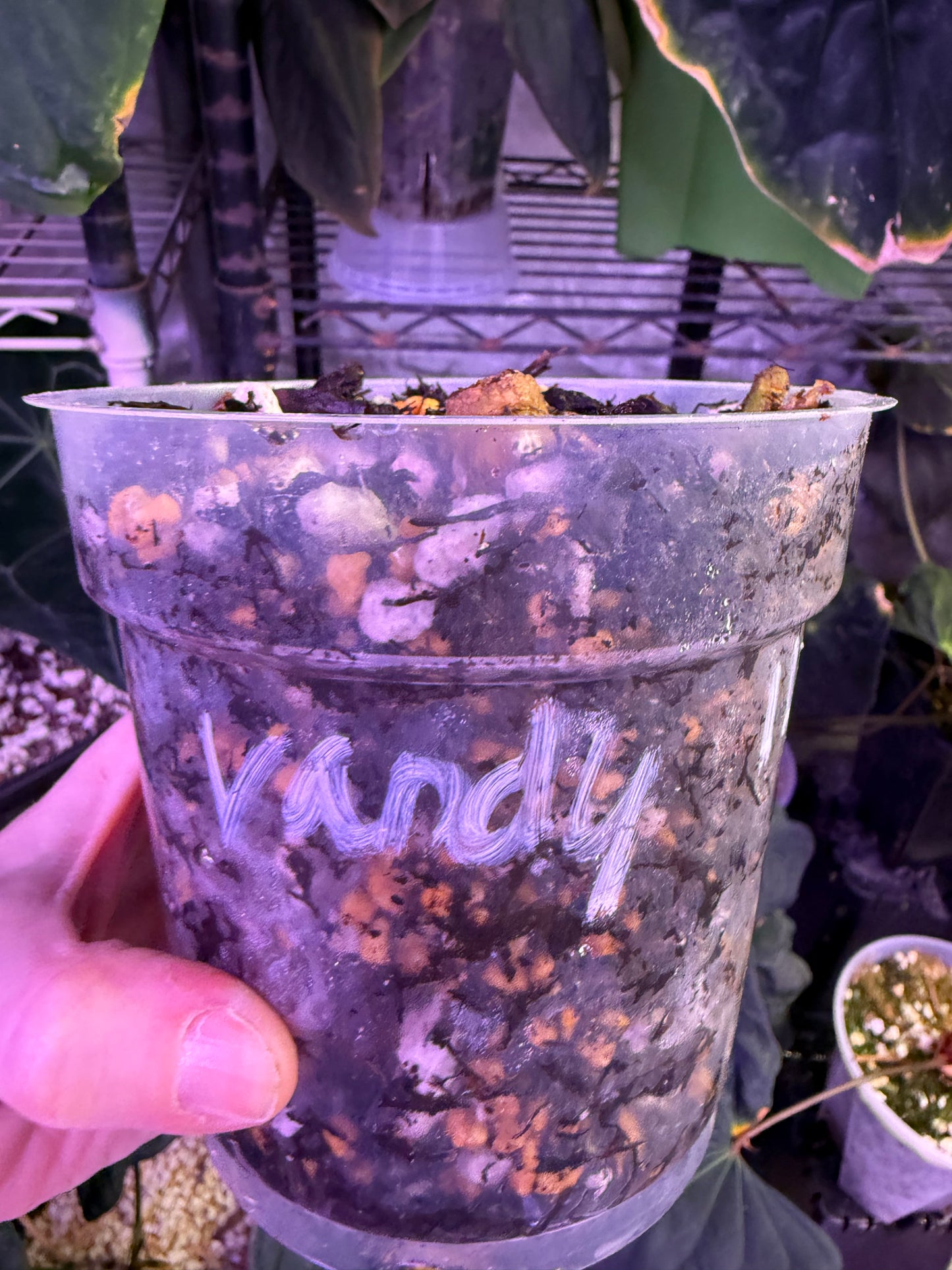 Pap Vanderbilt butt cut with growth point