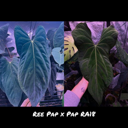 Ree Pap x Pap RA 18