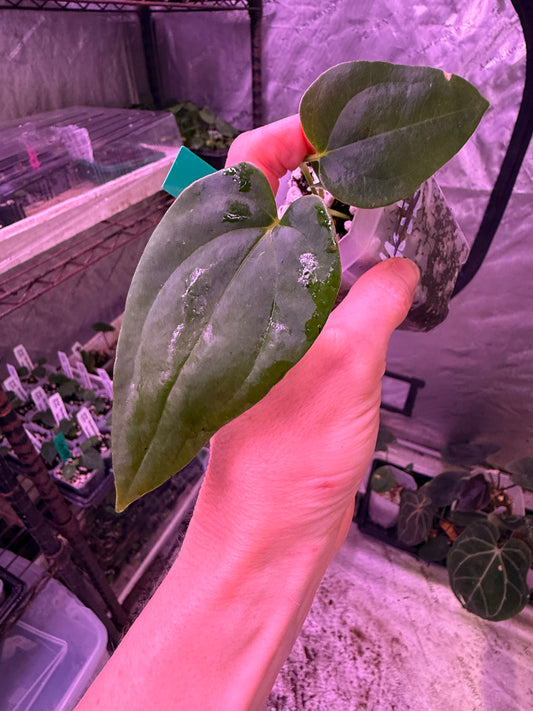 Pap RA 6 x Vicky Pap