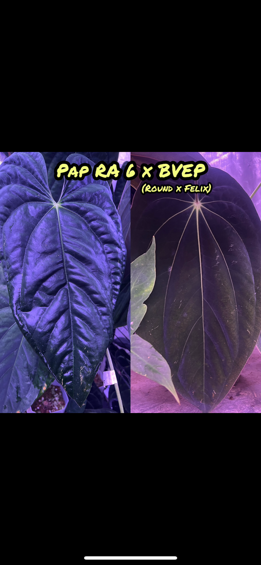 Pap RA 6 x BVEP seedlings