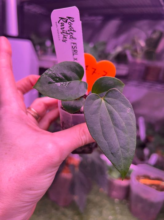 FSRL x Dress Carla BVEP seedlings