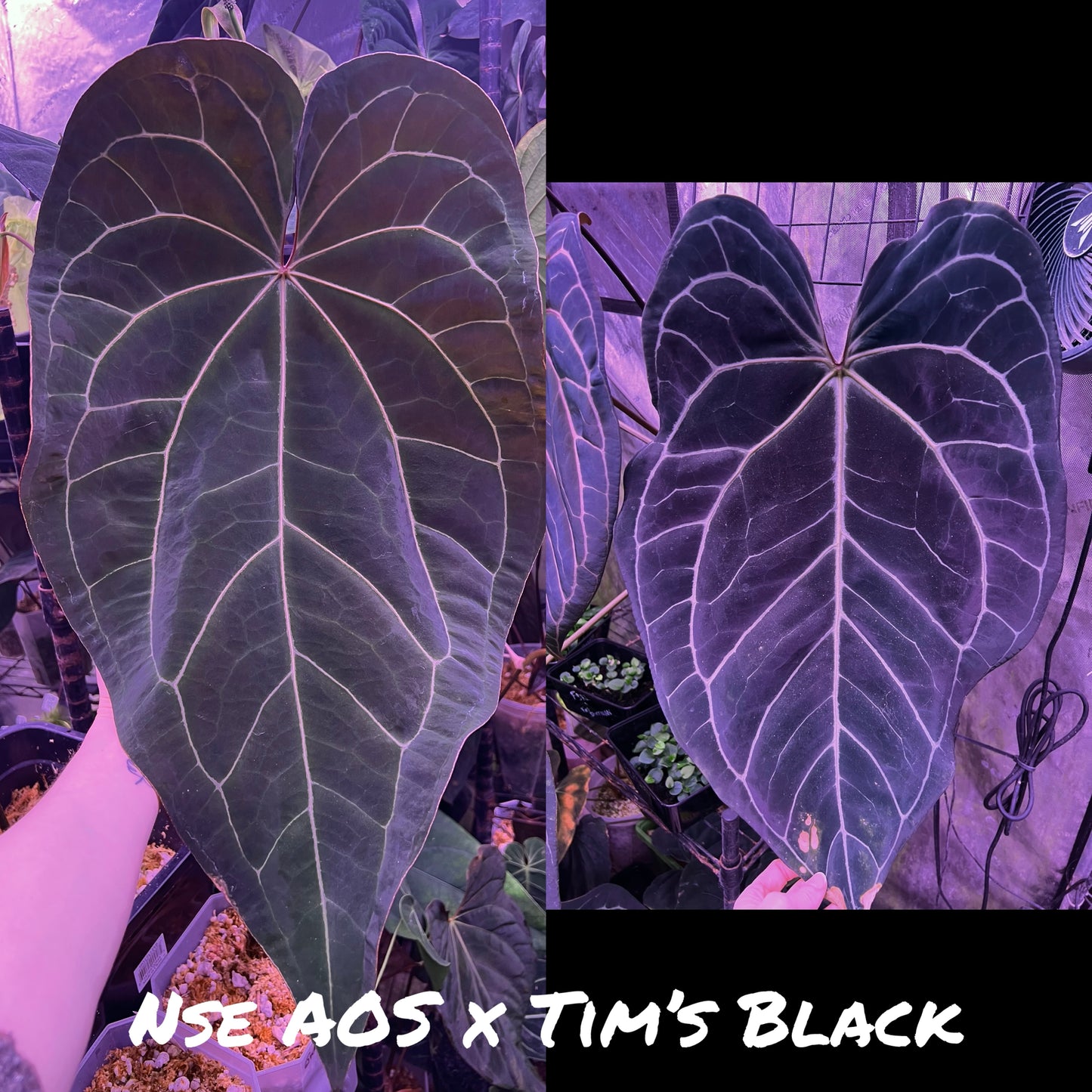 NSE Ace of Spades x Tim’s Black clone