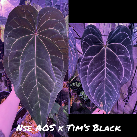 NSE Ace of Spades x Tim’s Black clone