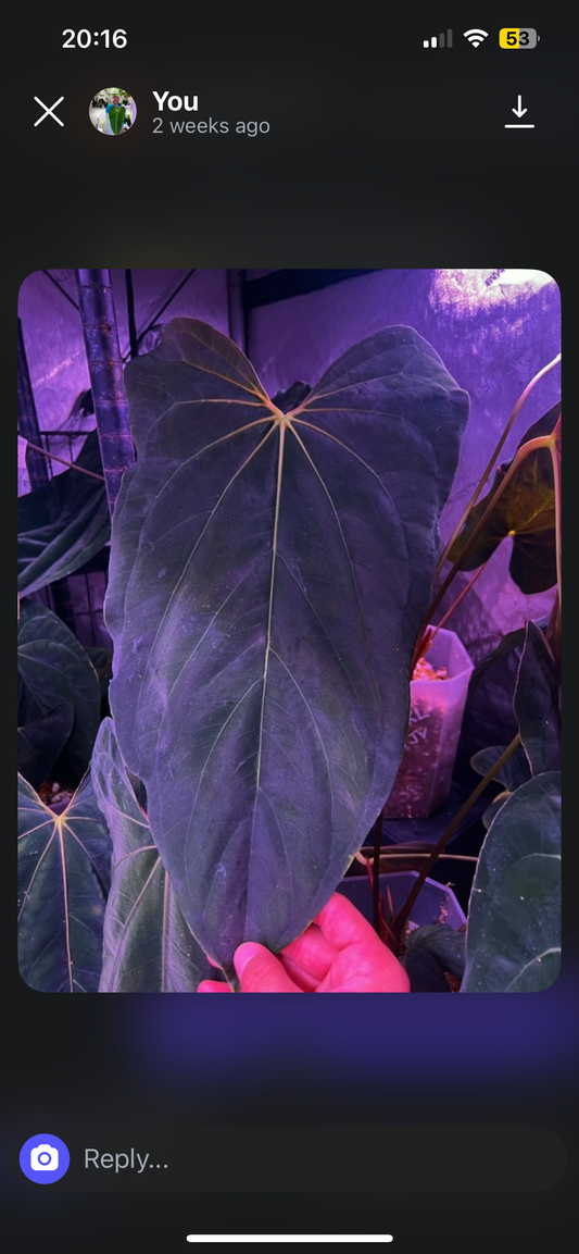 FSRL x Dress Carla BVEP seedlings
