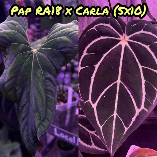 Pap RA 18 x Carla 5x10