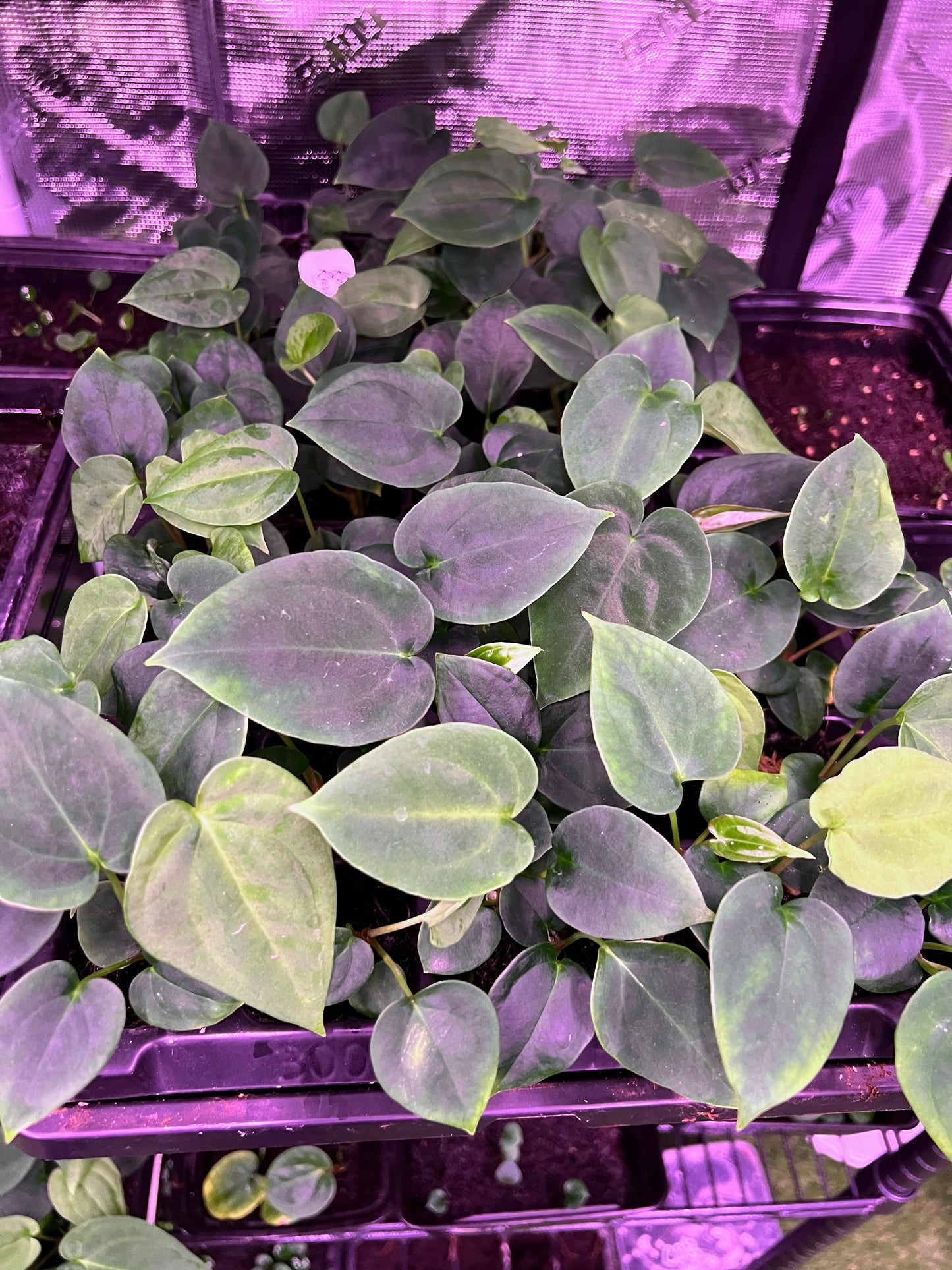 Pap RA 6 x BVEP seedlings