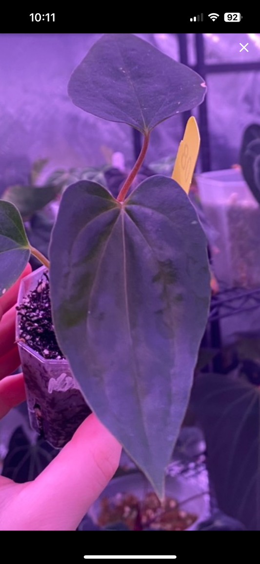 FSRL x Dress Carla BVEP seedlings