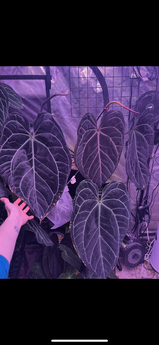 Tim’s Black X NSE Ace of Spades seeds