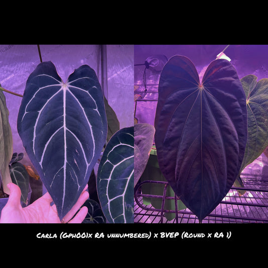 Carla Gph001x RA unnumbered x BVEP
