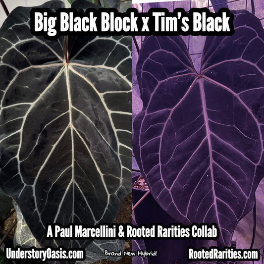 Big Black Block x Tim’s Black