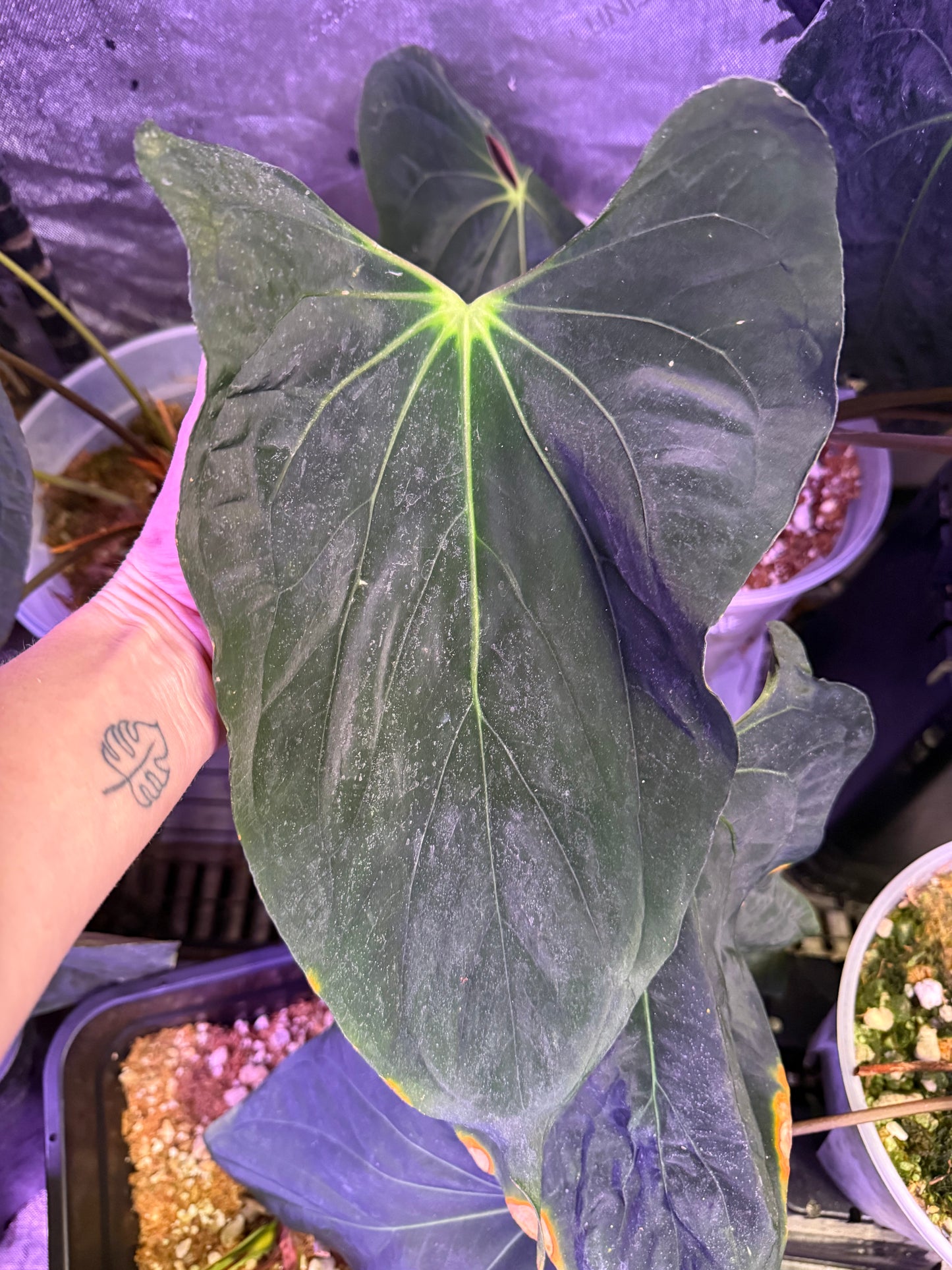 Pap Vanderbilt butt cut with growth point