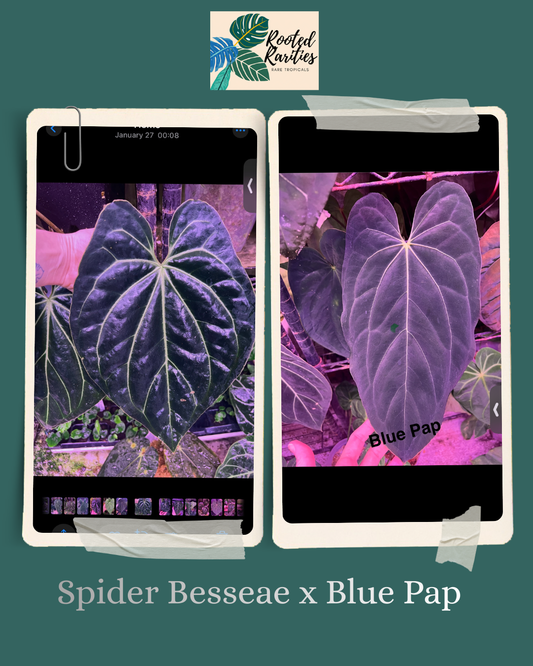Spider Besseae x Blue Pap